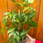 Monstera Minima (Rhaphidophora tetrasperma) - výška 35-40 cm, kont. C1,5L